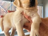 Safkan ırk garantili golden retriever yavrularımız