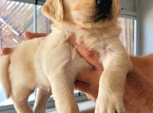 Safkan Irk Garantili Golden Retriever Yavrularımız