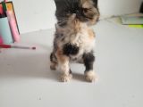 Snoppy Egzotik Bebekler