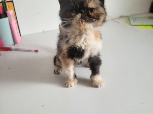 Snoppy Egzotik Bebekler görsel