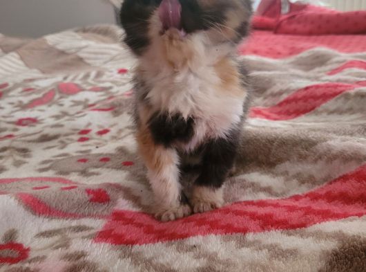 Snoppy Egzotik Bebekler görsel