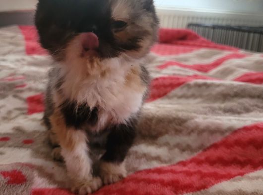Snoppy Egzotik Bebekler görsel