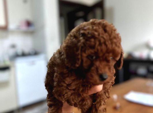 Dişi Red Brown Kg Garantili Toy Poodle Yavru görsel