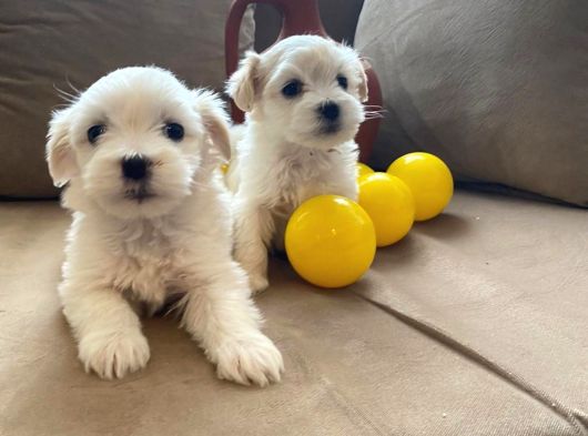 Ev Doğumu Maltese Bebekler