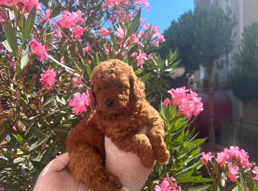 40 Günlük Mini Poodle Yavru  Yeni Yuvasını Arıyor