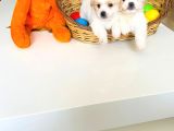 Topak Gibi Maltipoo Yavrularımız
