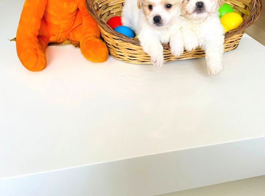 Topak Gibi Maltipoo Yavrularımız görsel