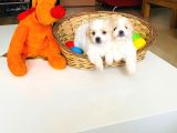Topak gibi maltipoo yavrularımız