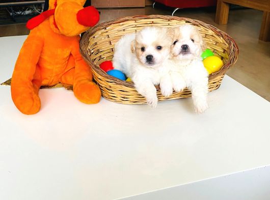 Topak Gibi Maltipoo Yavrularımız