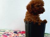 40 Günlük Mini Poodle Yavru  Yeni Yuvasını Arıyor