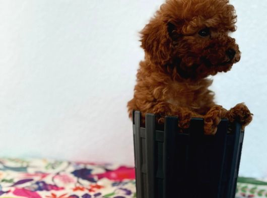 40 Günlük Mini Poodle Yavru  Yeni Yuvasını Arıyor görsel