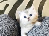 Safkan A Kalite Silver Bebekler  Ücretli Verilecek