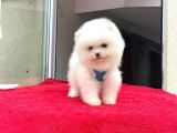 Irk ve sağlık garantili pomeranian boo bebekler teslime hazı