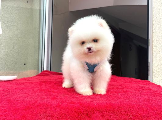 Irk ve sağlık garantili pomeranian boo bebekler teslime hazı