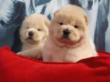 Çi̇n Aslani Yavrularimiz Chow Chow