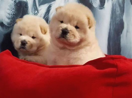 Çi̇n Aslani Yavrularimiz Chow Chow görsel