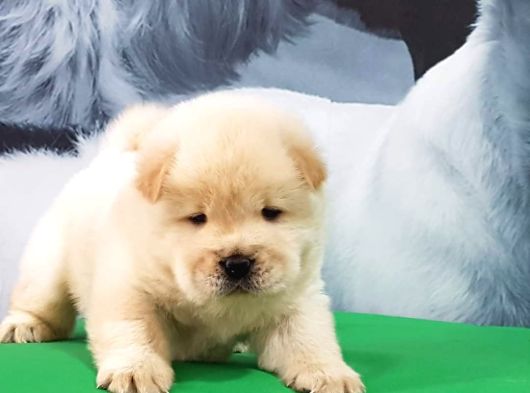 Çi̇n Aslani Yavrularimiz Chow Chow görsel