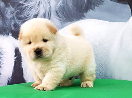 Çi̇n Aslani Yavrularimiz Chow Chow görsel