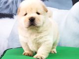 Çi̇n Aslani Yavrularimiz Chow Chow
