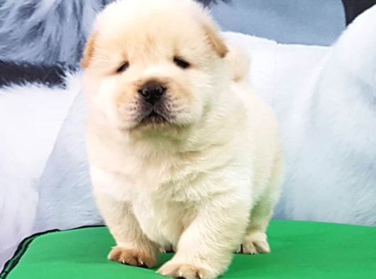Çi̇n Aslani Yavrularimiz Chow Chow görsel