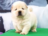 ÇİN ASLANI YAVRULARIMIZ CHOW CHOW