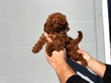Safkan ırk garantili poodle yavrularımız