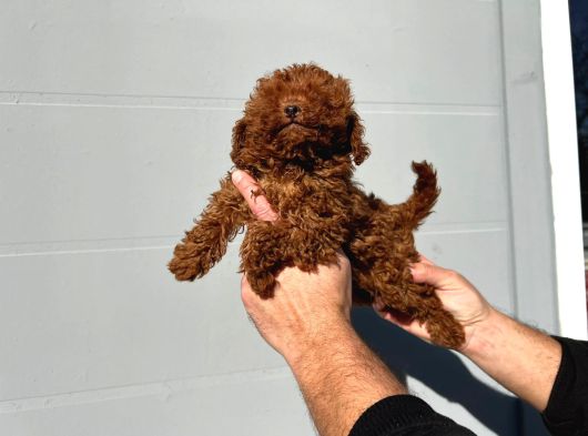 Safkan ırk garantili poodle yavrularımız