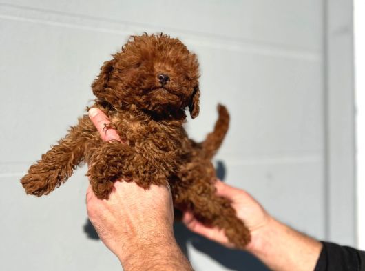 Safkan Irk Garantili Poodle Yavrularımız görsel