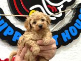 Safkan ırk garantili maltipoo yavrularımız