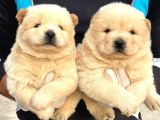 Safkan Irk Garantili Chow Chow Yavrularımız