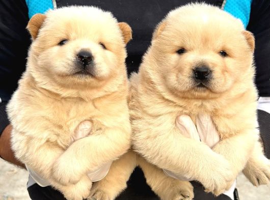 Safkan Irk Garantili Chow Chow Yavrularımız görsel