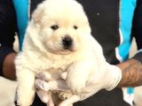 Safkan Irk Garantili Chow Chow Yavrularımız