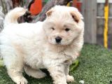 Safkan Irk Garantili Chow Chow Yavrularımız