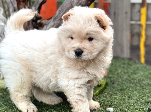 Safkan Irk Garantili Chow Chow Yavrularımız görsel