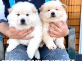 Safkan Irk Garantili Chow Chow Yavrularımız