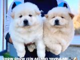 Safkan ırk garantili chow chow yavrularımız