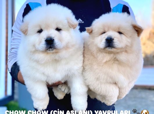 Safkan Irk Garantili Chow Chow Yavrularımız