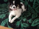 Yavrumuz 4 Aylık Border Collie