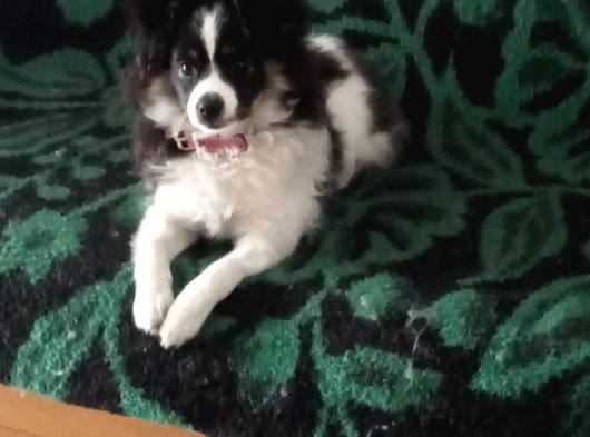 Yavrumuz 4 Aylık Border Collie görsel