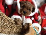 YILBAŞI BEBEKLERİ TOY POODLE YAVRULARI