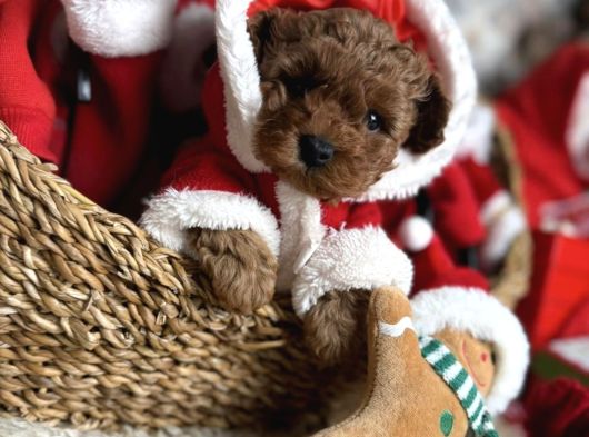 Yilbaşi Bebekleri̇ Toy Poodle Yavrulari