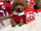 BABY YÜZLÜ TOY POODLE YAVRULAR