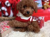 Baby Yüzlü Toy Poodle Yavrular