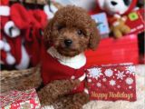 Baby Yüzlü Toy Poodle Yavrular