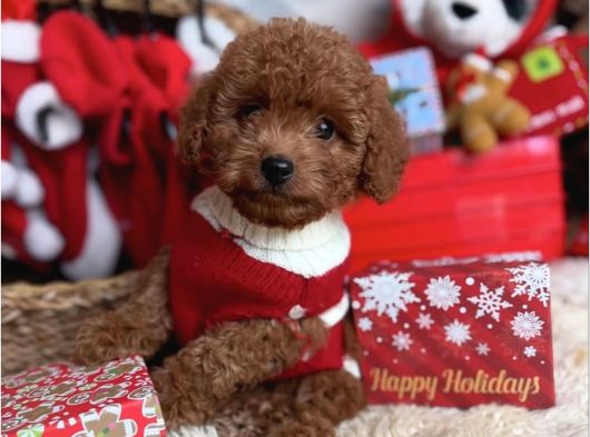 Baby Yüzlü Toy Poodle Yavrular görsel