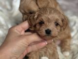 YILBAŞI MALTİPOO YAVRULARI