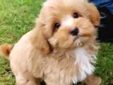 RUHSATLİ ÇİFLİKTEN ÖZEL MALTİPOO YAVRULARİ