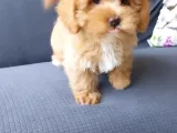 Ruhsatli̇ Çi̇fli̇kten Özel Malti̇poo Yavrulari̇