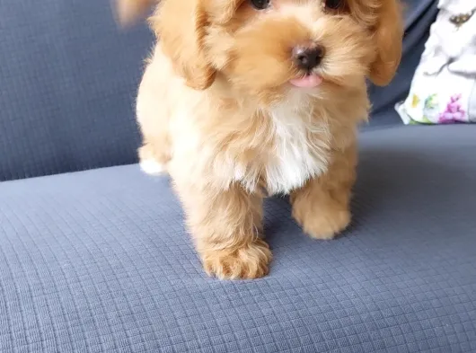 Ruhsatli̇ Çi̇fli̇kten Özel Malti̇poo Yavrulari̇ görsel