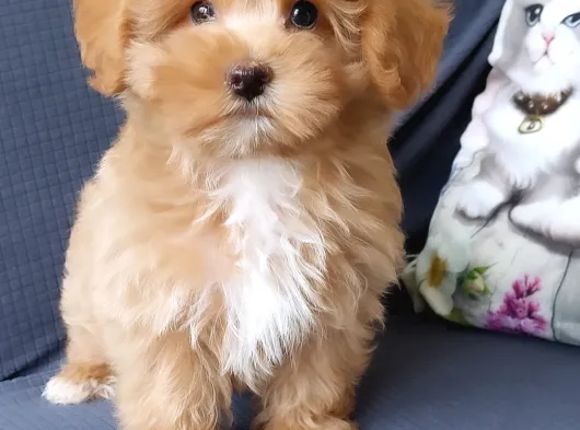 Ruhsatli̇ Çi̇fli̇kten Özel Malti̇poo Yavrulari̇ görsel